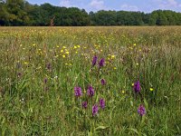 NL, Drenthe, Aa en Hunze, Burgvollen 6, Saxifraga-Hans Dekker