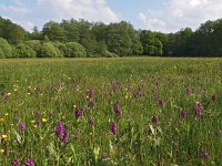 NL, Drenthe, Aa en Hunze, Burgvollen 7, Saxifraga-Hans Dekker