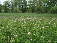 NL, Drenthe, Aa en Hunze, De Burgvallen 1, Saxifraga-Hans Boll