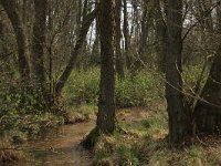 NL, Drenthe, Aa en Hunze, De Burgvallen 12, Saxifraga-Hans Boll