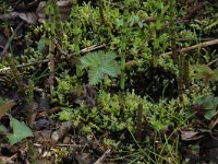 NL, Drenthe, Aa en Hunze, De Burgvallen 13, Saxifraga-Hans Boll