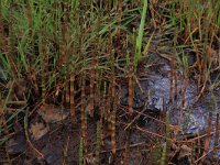 NL, Drenthe, Aa en Hunze, De Burgvallen 16, Saxifraga-Hans Boll