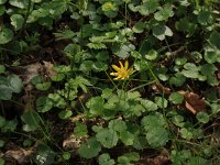 NL, Drenthe, Aa en Hunze, De Burgvallen 5, Saxifraga-Hans Boll