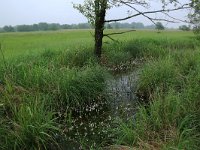 NL, Drenthe, Aa en Hunze, De Heest 1, Saxifraga-Hans Boll