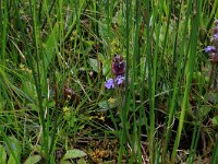 NL, Drenthe, Aa en Hunze, Deurzerdiep 14, Saxifraga-Hans Boll