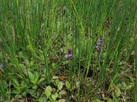 NL, Drenthe, Aa en Hunze, Deurzerdiep 15, Saxifraga-Hans Boll