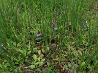 NL, Drenthe, Aa en Hunze, Deurzerdiep 16, Saxifraga-Hans Boll