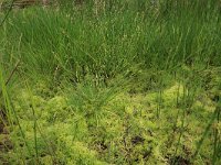 NL, Drenthe, Aa en Hunze, Deurzerdiep 2, Saxifraga-Hans Boll