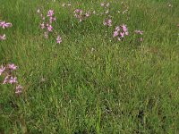 NL, Drenthe, Aa en Hunze, Deurzerdiep 22, Saxifraga-Hans Boll