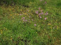 NL, Drenthe, Aa en Hunze, Deurzerdiep 23, Saxifraga-Hans Boll