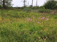 NL, Drenthe, Aa en Hunze, Deurzerdiep 25, Saxifraga-Hans Boll