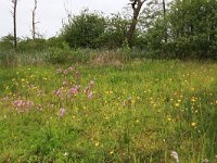 NL, Drenthe, Aa en Hunze, Deurzerdiep 26, Saxifraga-Hans Boll