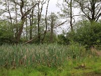 NL, Drenthe, Aa en Hunze, Deurzerdiep 28, Saxifraga-Hans Boll