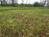 NL, Drenthe, Aa en Hunze, Deurzerdiep 30, Saxifraga-Hans Boll