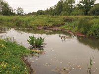 NL, Drenthe, Aa en Hunze, Deurzerdiep 32, Saxifraga-Hans Boll