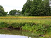 NL, Drenthe, Aa en Hunze, Deurzerdiep 36, Saxifraga-Hans Boll