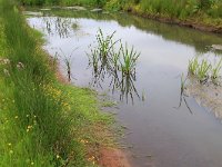 NL, Drenthe, Aa en Hunze, Deurzerdiep 37, Saxifraga-Hans Boll