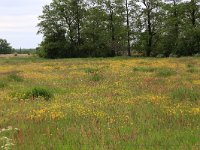 NL, Drenthe, Aa en Hunze, Deurzerdiep 40, Saxifraga-Hans Boll