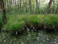 NL, Drenthe, Aa en Hunze, Deurzerdiep 43, Saxifraga-Hans Boll