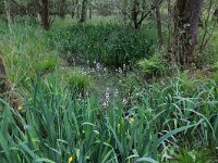 NL, Drenthe, Aa en Hunze, Deurzerdiep 46, Saxifraga-Hans Boll