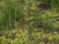 NL, Drenthe, Aa en Hunze, Deurzerdiep 5, Saxifraga-Hans Boll