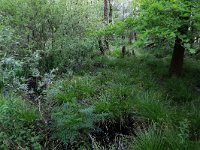 NL, Drenthe, Aa en Hunze, Deurzerdiep 50, Saxifraga-Hans Boll