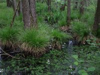 NL, Drenthe, Aa en Hunze, Deurzerdiep 54, Saxifraga-Hans Boll