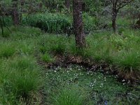 NL, Drenthe, Aa en Hunze, Deurzerdiep 56, Saxifraga-Hans Boll