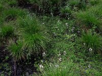 NL, Drenthe, Aa en Hunze, Deurzerdiep 57, Saxifraga-Hans Boll