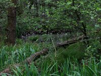 NL, Drenthe, Aa en Hunze, Deurzerdiep 59, Saxifraga-Hans Boll