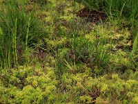 NL, Drenthe, Aa en Hunze, Deurzerdiep 6, Saxifraga-Hans Boll