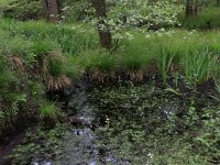 NL, Drenthe, Aa en Hunze, Deurzerdiep 60, Saxifraga-Hans Boll