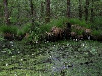 NL, Drenthe, Aa en Hunze, Deurzerdiep 61, Saxifraga-Hans Boll