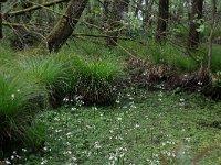 NL, Drenthe, Aa en Hunze, Deurzerdiep 62, Saxifraga-Hans Boll