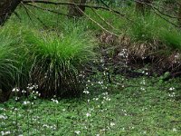 NL, Drenthe, Aa en Hunze, Deurzerdiep 63, Saxifraga-Hans Boll