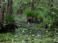 NL, Drenthe, Aa en Hunze, Deurzerdiep 64, Saxifraga-Hans Boll