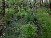 NL, Drenthe, Aa en Hunze, Deurzerdiep 65, Saxifraga-Hans Boll