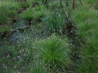 NL, Drenthe, Aa en Hunze, Deurzerdiep 66, Saxifraga-Hans Boll