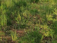 NL, Drenthe, Aa en Hunze, Deurzerdiep 7, Saxifraga-Hans Boll