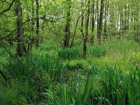 NL, Drenthe, Aa en Hunze, Drentsche Aa 100, Saxifraga-Hans Boll