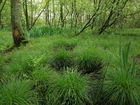 NL, Drenthe, Aa en Hunze, Drentsche Aa 101, Saxifraga-Hans Boll