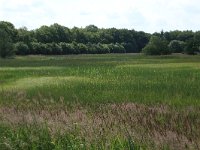 NL, Drenthe, Aa en Hunze, Drentsche Aa 105, Saxifraga-Hans Boll