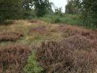 NL, Drenthe, Aa en Hunze, Drentsche Aa 128, Saxifraga-Hans Boll