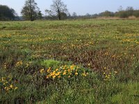 NL, Drenthe, Aa en Hunze, Drentsche Aa 14, Saxifraga-Hans Boll