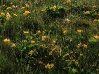 NL, Drenthe, Aa en Hunze, Drentsche Aa 15, Saxifraga-Hans Boll