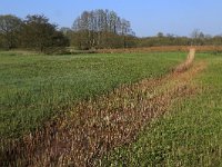 NL, Drenthe, Aa en Hunze, Drentsche Aa 21, Saxifraga-Hans Boll