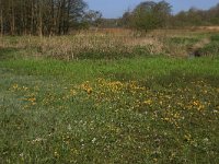 NL, Drenthe, Aa en Hunze, Drentsche Aa 28, Saxifraga-Hans Boll