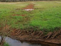 NL, Drenthe, Aa en Hunze, Drentsche Aa 3, Saxifraga-Hans Boll