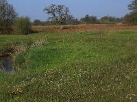 NL, Drenthe, Aa en Hunze, Drentsche Aa 30, Saxifraga-Hans Boll