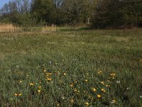 NL, Drenthe, Aa en Hunze, Drentsche Aa 31, Saxifraga-Hans Boll